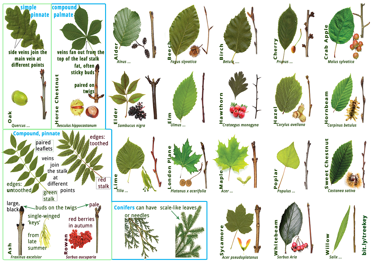 Tree Wardens Keys and Species Diagrams